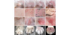 Photographic model to clinically assess canine atopic dermatitis CADESI 4 Canine