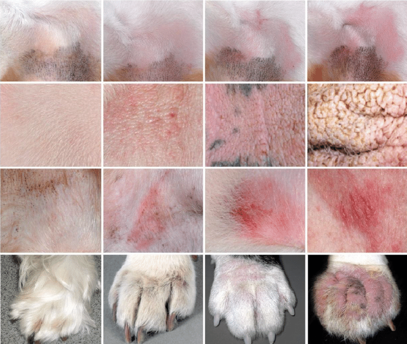 Photographic model to clinically assess canine atopic dermatitis CADESI 4 Canine